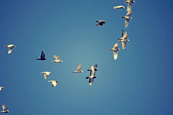 Holubi a holubice v letu — Stock fotografie