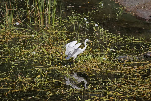 Большая цапля, Ardea alba — стоковое фото