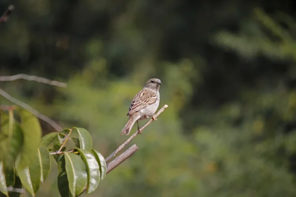 O pardal de casa, Passer domesticus — Fotografia de Stock