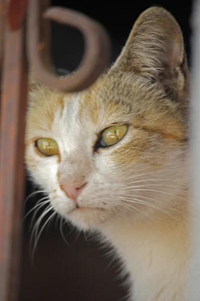 Il gatto domestico — Foto Stock