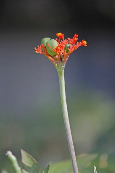 Australian bottle plant, Physic nut, Buddha belly plant, Jatroph — Stock Photo, Image