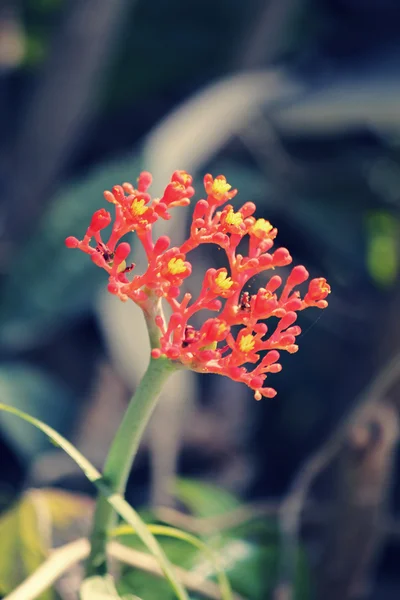 Australian bottle plant, Physic nut, Buddha belly plant, Jatroph — Stock Photo, Image