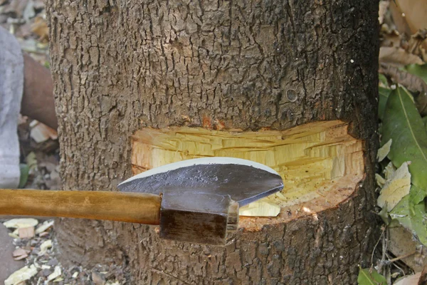 Cutting tree with axe — Stock Photo, Image
