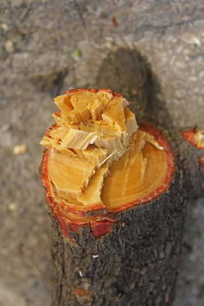 Tree trunk section of Pterocarpus santalinus, Red Sandalwood — Stock Photo, Image