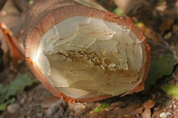 Tree trunk section of Pterocarpus santalinus, Red Sandalwood — Stock Photo, Image