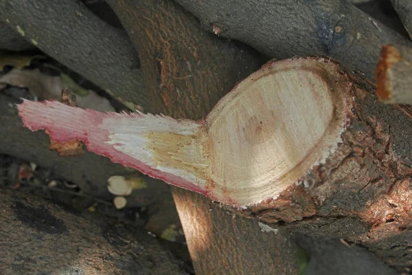 Tree trunk section of Pterocarpus santalinus, Red Sandalwood — Stock Photo, Image