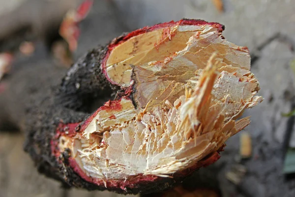 Tree trunk section of Pterocarpus santalinus, Red Sandalwood — Stock Photo, Image