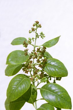 pterocarpus santalinus, kırmızı sandal ağacı çiçekleri