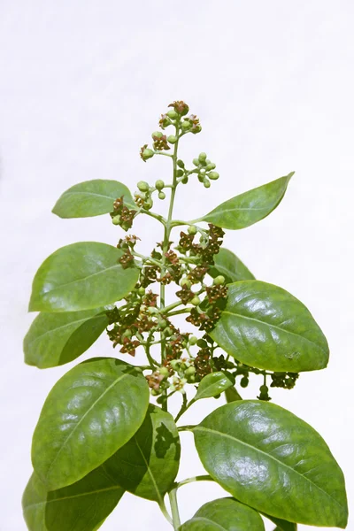 Pterocarpus santalinus, 붉은 박 달 나무의 꽃 — 스톡 사진