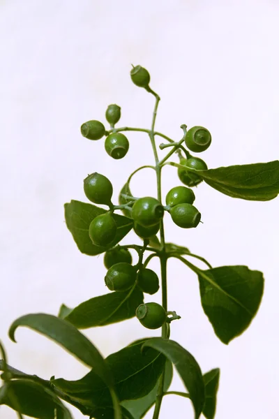 Frutos de Pterocarpus santalinus, Sândalo Vermelho — Fotografia de Stock