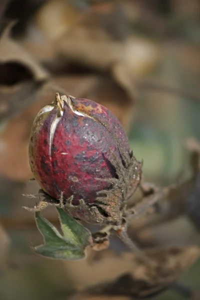 Cotton Field, protective capsule — Stock Photo, Image