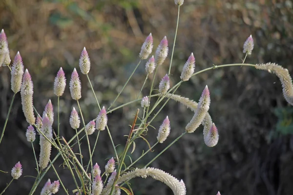 Celosia Argentea çiçekler, gümüş Cockscomb, Flamingo tüyler, W — Stok fotoğraf