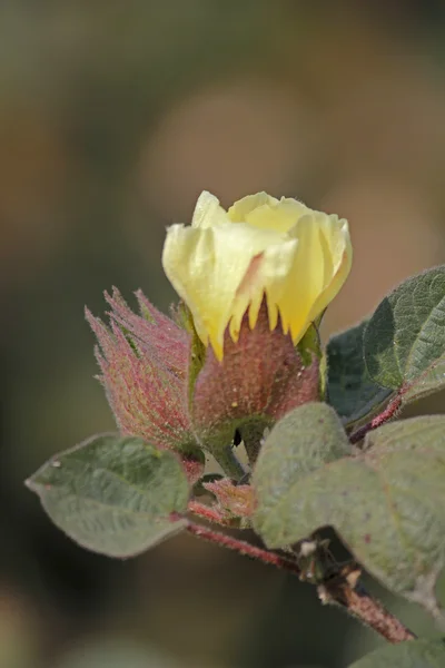 Baumwollfeld, Baumwollblume Stockbild