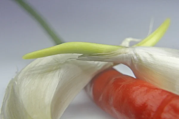 Sprouted Allium sativum, garlic with Chili pepper, Red Chili — Stock Photo, Image