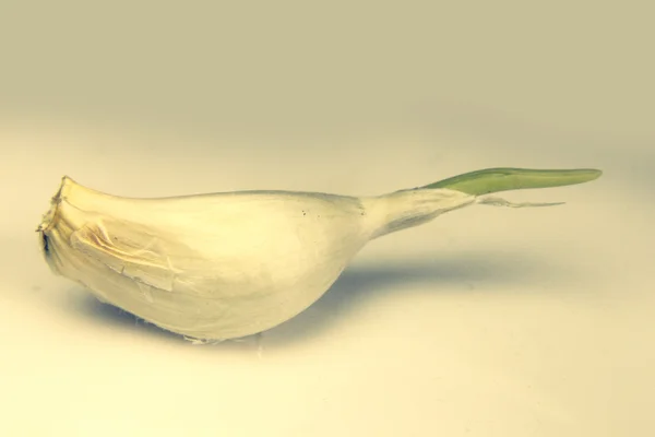 Sprouted Allium sativum, garlic — Stock Photo, Image