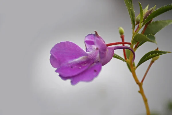 Impatiens balsamina — Stockfoto