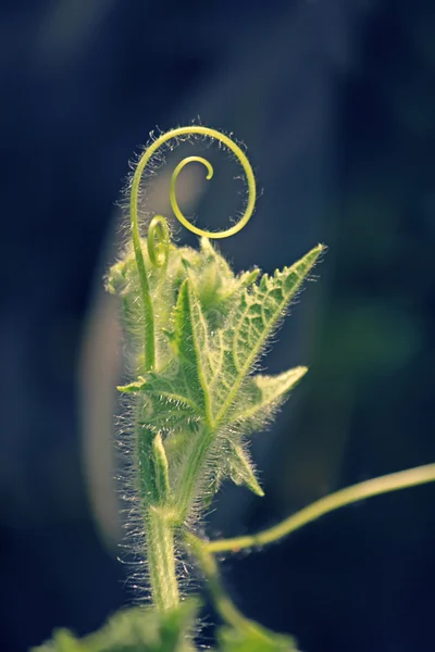 Luffa aegyptiaca, 일명 이집트 오이의 덩굴 손 — 스톡 사진