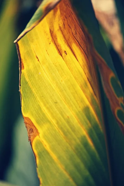 Hojas de Cúrcuma, Curcuma — Foto de Stock