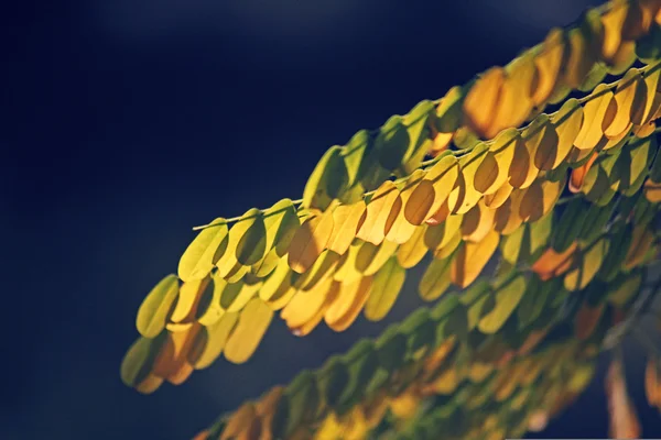 Hoja amarilla de Caesalpinia pulcherrima —  Fotos de Stock