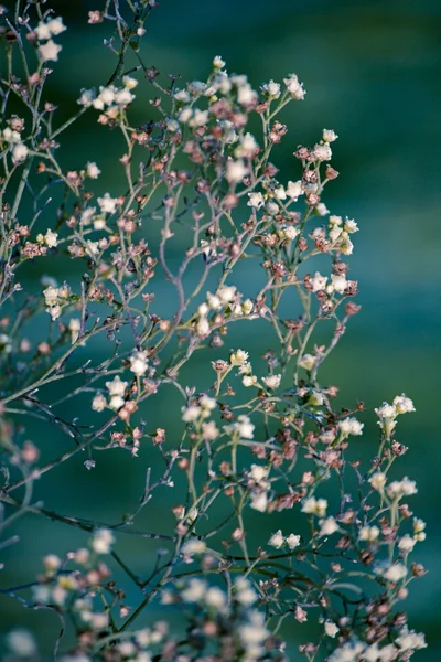 Parthenium-Hysterophorus — Stockfoto