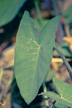 Taro yaprak, Colocasia esculenta