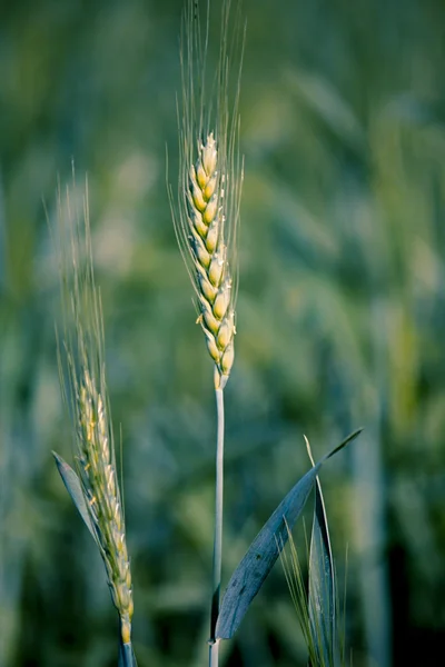 Young wheat crop in a field