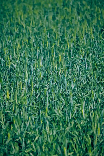 Junge Weizenernte auf einem Feld — Stockfoto