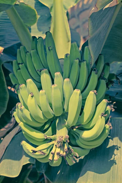 Frutas verdes del plátano — Foto de Stock