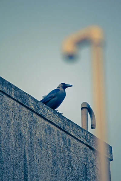 Cuervo de la casa, Corvus splendens — Foto de Stock