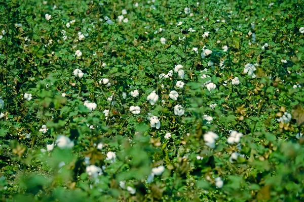 Campo de algodón — Foto de Stock