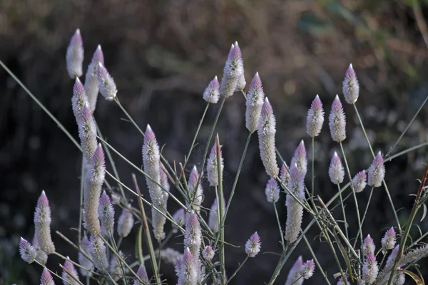 Цветы Celosia Argentea, Silver Cockscomb, Felingo Feathers, W — стоковое фото