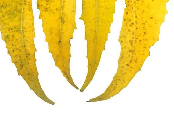 Daun Kuning Corymbia citriodora, Permen Karet Beraroma Lemon — Stok Foto