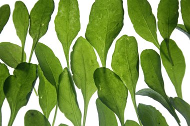 Ispanak, Spinacia oleracea