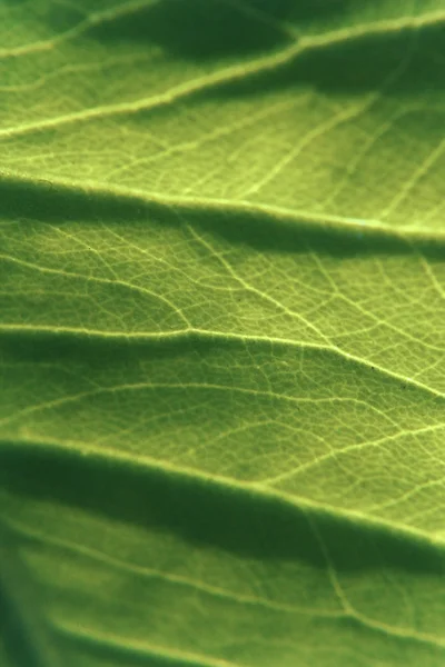 Close up of Taro leaf, Colocasia esculenta — Stock Photo, Image