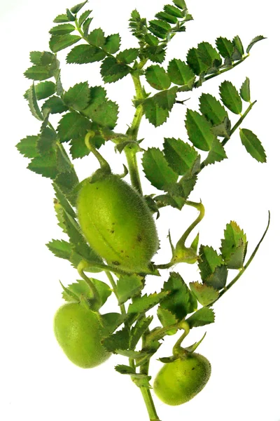 cicer arietinum l fasulye ile bitki