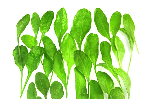 Spinach, Spinacia oleracea — Stock Photo, Image