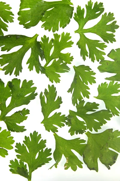 Leaves of Coriander, Coriandrum sativum — Stock Photo, Image