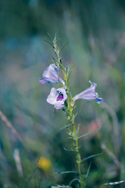 Frecuentes Sopubia, Sopubia delphinifolia —  Fotos de Stock