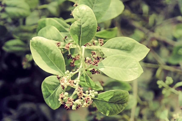 Pterocarpus santalinus, kırmızı sandal ağacı — Stok fotoğraf