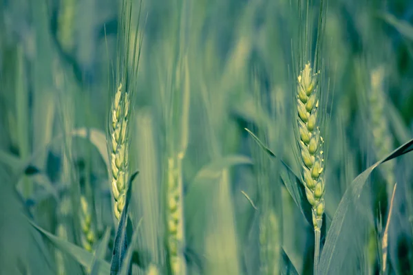 Mladá pšenice plodin v poli — Stock fotografie