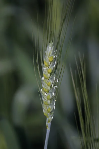 Урожай молодої пшениці в полі — стокове фото