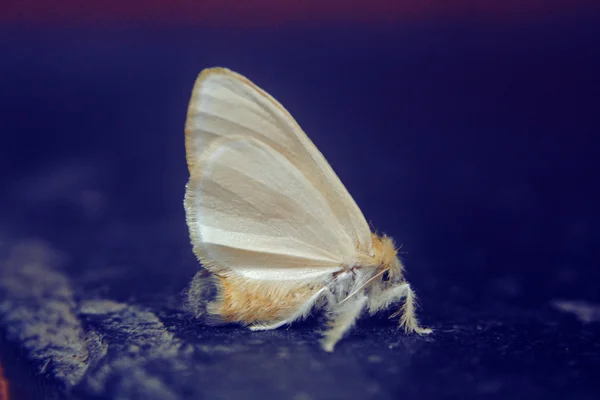 Yellow Tussock Moth - Euproctis lutea — Stock Photo, Image