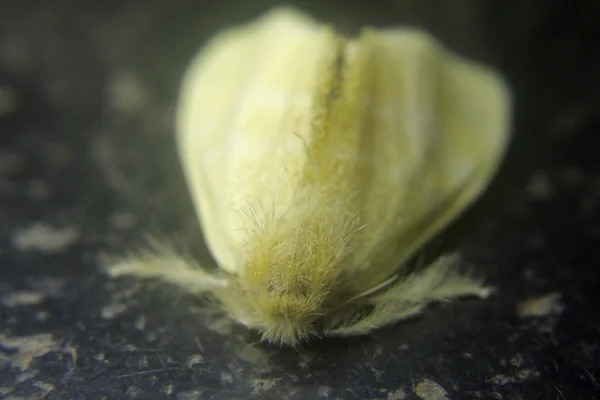 Gele Tussock nachtvlinder - Euproctis lutea — Stockfoto
