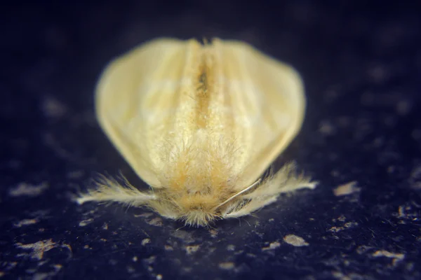 Gele Tussock nachtvlinder - Euproctis lutea — Stockfoto