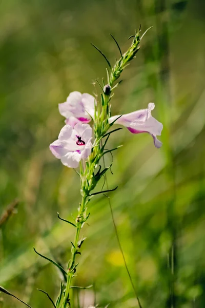 Common Sopubia, Sopubia delphinifolia — Stock Photo, Image
