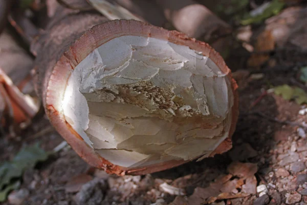 Деревянный ствол Pterocarpus santalinus, Red Sandalwood — стоковое фото