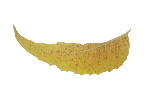 Medicinal Neem leaves-Azadirachta indica — Stock Photo, Image