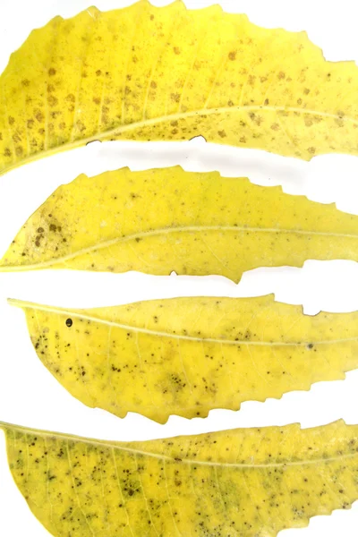 Leczniczych Neem liści Azadirachta indica — Zdjęcie stockowe