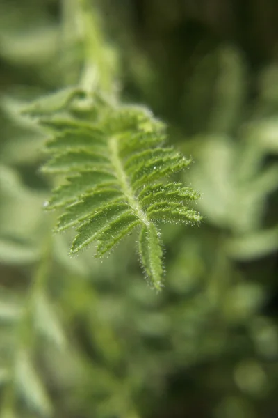 Planta joven de cicer arietinum l — Foto de Stock