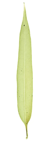 なる Corymbia のシトリオードラ、レモンの香りのガムの葉 — ストック写真